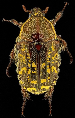  ( - UAIC1139609)  @11 [ ] Copyright  Salvador Vitanza Unspecified