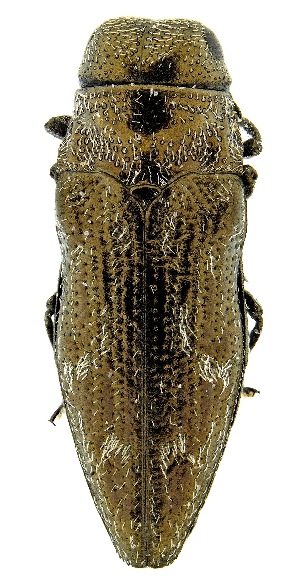  ( - UAIC1139610)  @11 [ ] Copyright  Salvador Vitanza Unspecified