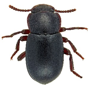  (Conibius - UAIC1139623)  @11 [ ] Copyright  Salvador Vitanza Unspecified