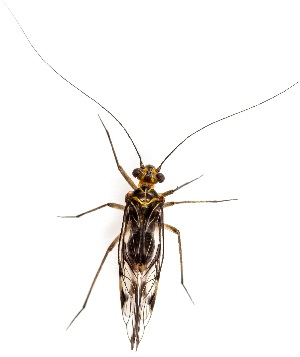  ( - UAIC1139631)  @11 [ ] Copyright  Salvador Vitanza Unspecified