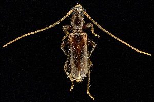  ( - UAIC1139638)  @11 [ ] Copyright  Salvador Vitanza Unspecified