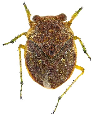  ( - UAIC1139640)  @11 [ ] Copyright  Salvador Vitanza Unspecified