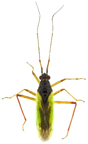  (Teratocoris discolor - UAIC1139669)  @11 [ ] Copyright  Salvador Vitanza Unspecified