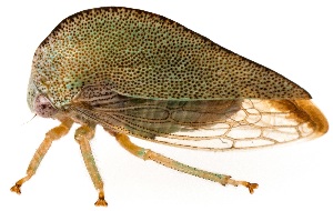  (Atymna simplex - UAIC1139707)  @11 [ ] Copyright  Salvador Vitanza Unspecified