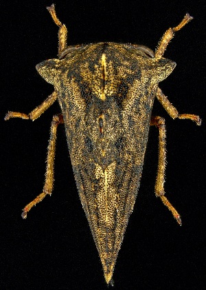  ( - UAIC1139735)  @11 [ ] Copyright  Salvador Vitanza Unspecified