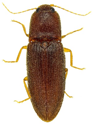  ( - UAIC1139747)  @11 [ ] Copyright  Salvador Vitanza Unspecified