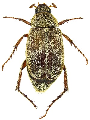  ( - UAIC1139796)  @11 [ ] Copyright  Salvador Vitanza Unspecified