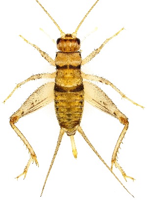  ( - UAIC1139832)  @11 [ ] Copyright  Salvador Vitanza Unspecified