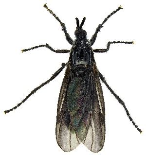  ( - UAIC1139838)  @11 [ ] Copyright  Salvador Vitanza Unspecified