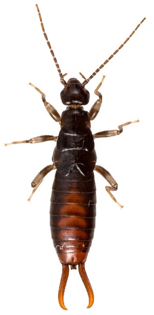  (Vostox - UAIC1139858)  @11 [ ] Copyright  Salvador Vitanza Unspecified