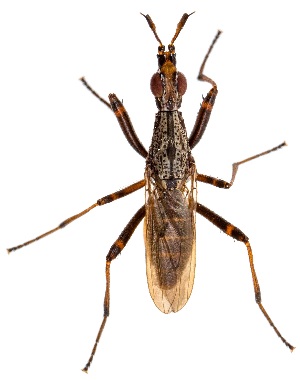  ( - UAIC1139865)  @11 [ ] Copyright  Salvador Vitanza Unspecified