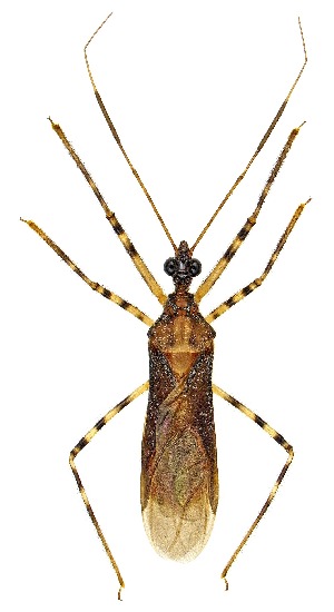  ( - UAIC1139872)  @11 [ ] Copyright  Salvador Vitanza Unspecified