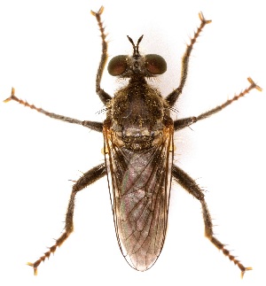  ( - UAIC1139884)  @11 [ ] Copyright  Salvador Vitanza Unspecified