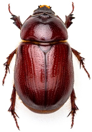  (Ligyrus - UAIC1139901)  @11 [ ] Copyright  Salvador Vitanza Unspecified