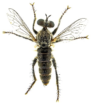  (Zabrops tagax - UAIC1139933)  @11 [ ] Copyright  Salvador Vitanza Unspecified