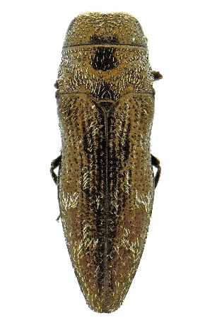  ( - UAIC1139974)  @11 [ ] Copyright  Salvador Vitanza Unspecified