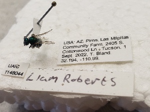  ( - UAIC1148044)  @11 [ ] by (2022) Liam Roberts University of Arizona Insect Collection