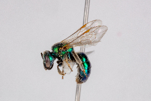  ( - UAIC1148044)  @11 [ ] by (2022) Tim Burns University of Arizona Insect Collection