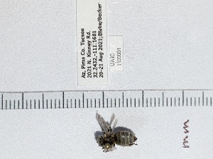  ( - UAIC1150031)  @11 [ ] by (2023) Wendy Moore University of Arizona Insect Collection