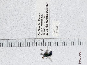  ( - UAIC1150043)  @11 [ ] by (2023) Wendy Moore University of Arizona Insect Collection