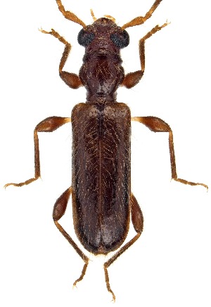  ( - UAIC1151085)  @11 [ ] Copyright  Salvador Vitanza Unspecified