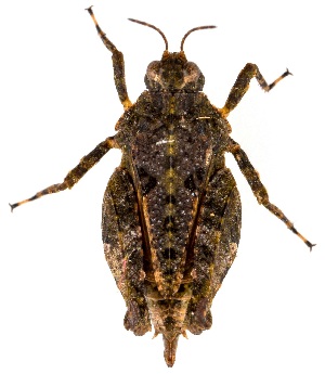  ( - UAIC1151108)  @11 [ ] Copyright  Salvador Vitanza Unspecified