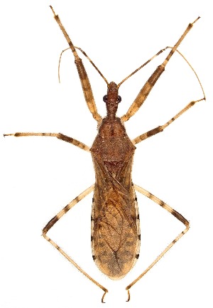  ( - UAIC1151116)  @11 [ ] Copyright  Salvador Vitanza Unspecified