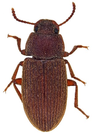  (Blapstinus castaneus - UAIC1151124)  @11 [ ] Copyright  Salvador Vitanza Unspecified