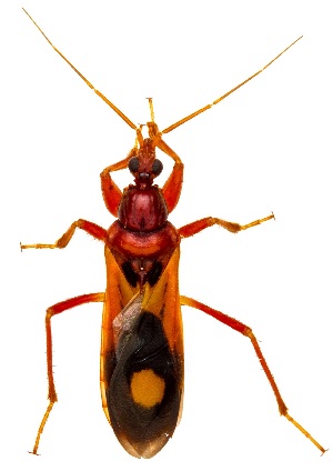  ( - UAIC1151133)  @11 [ ] Copyright  Salvador Vitanza Unspecified