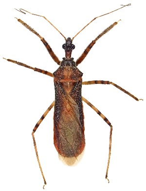  ( - UAIC1151134)  @11 [ ] Copyright  Salvador Vitanza Unspecified