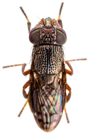  (Notogramma - UAIC1151150)  @11 [ ] Copyright  Salvador Vitanza Unspecified