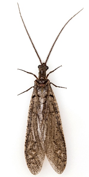  ( - UAIC1151161)  @11 [ ] Copyright  Salvador Vitanza Unspecified