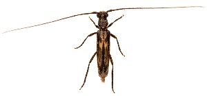  ( - UAIC1151168)  @11 [ ] Copyright  Salvador Vitanza Unspecified