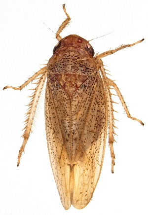  (Ponana curiata - UAIC1151176)  @11 [ ] Copyright  Salvador Vitanza Unspecified