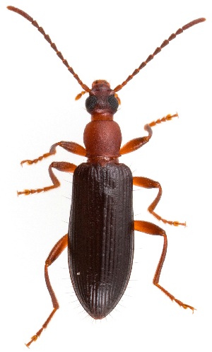  ( - UAIC1151187)  @11 [ ] Copyright  Salvador Vitanza Unspecified