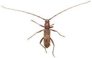  ( - UAIC1151216)  @11 [ ] Copyright  Salvador Vitanza Unspecified