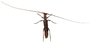  (Styloxus - UAIC1151217)  @11 [ ] Copyright  Salvador Vitanza Unspecified