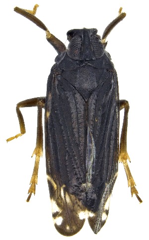  (Haplaxius beameri - UAIC1151288)  @11 [ ] Copyright  Salvador Vitanza Unspecified