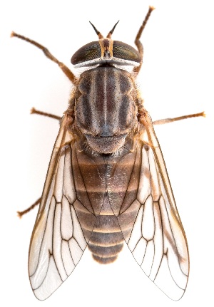  (Apatolestes - UAIC1151314)  @11 [ ] Copyright  Salvador Vitanza Unspecified