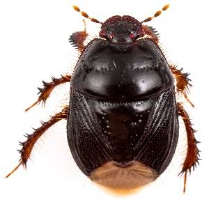  ( - UAIC1151319)  @11 [ ] Copyright  Salvador Vitanza Unspecified