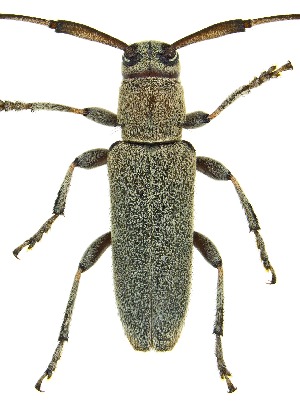  ( - UAIC1151335)  @11 [ ] Copyright  Salvador Vitanza Unspecified