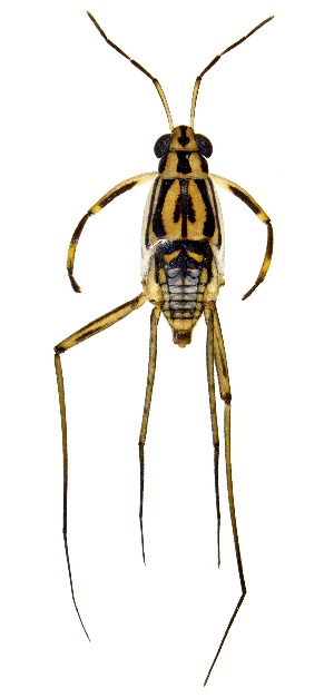  (Trepobates carri - UAIC1151336)  @11 [ ] Copyright  Salvador Vitanza Unspecified