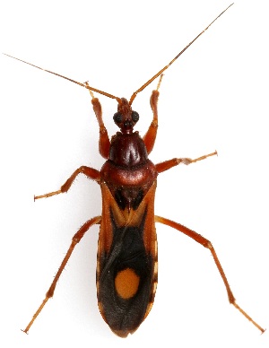  ( - UAIC1151341)  @11 [ ] Copyright  Salvador Vitanza Unspecified