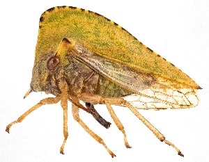  ( - UAIC1151357)  @11 [ ] Copyright  Salvador Vitanza Unspecified