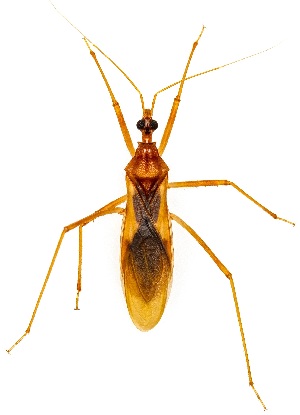  ( - UAIC1151369)  @11 [ ] Copyright  Salvador Vitanza Unspecified