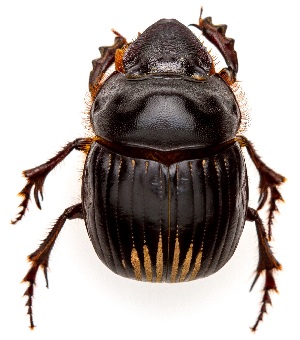  ( - UAIC1151375)  @11 [ ] Copyright  Salvador Vitanza Unspecified