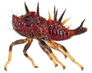  ( - UAIC1151406)  @11 [ ] Copyright  Salvador Vitanza Unspecified