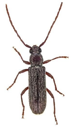  (Anelaphus piceus - UAIC1151407)  @11 [ ] Copyright  Salvador Vitanza Unspecified