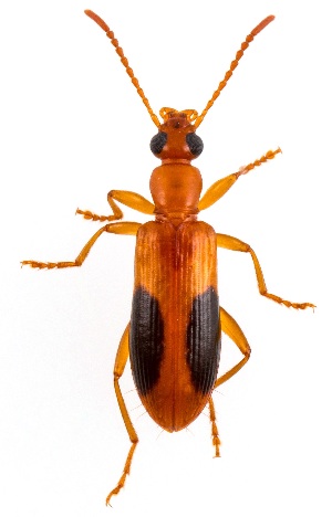  ( - UAIC1151412)  @11 [ ] Copyright  Salvador Vitanza Unspecified