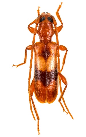  ( - UAIC1151418)  @11 [ ] Copyright  Salvador Vitanza Unspecified